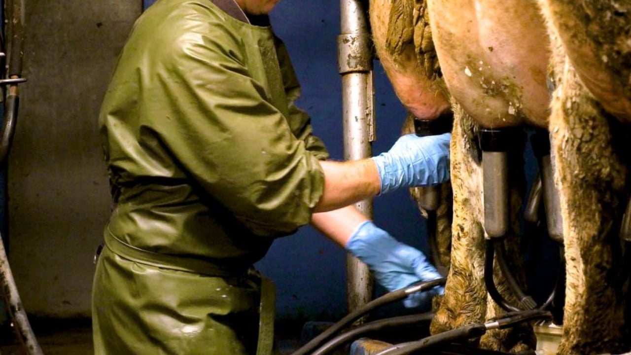Dairy advice: Strict milking routine to keep mastitis at bay