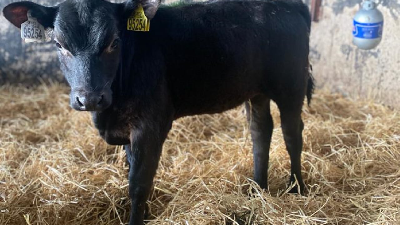 Dairy-beef: What does a buyer want from your non-replacements?