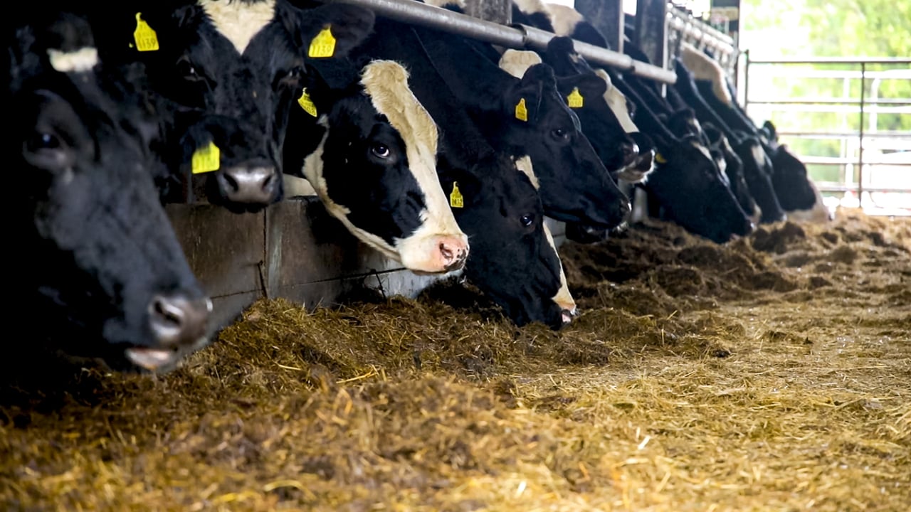 Modern dairy cow output equal to ’19 finished cattle’ – vet