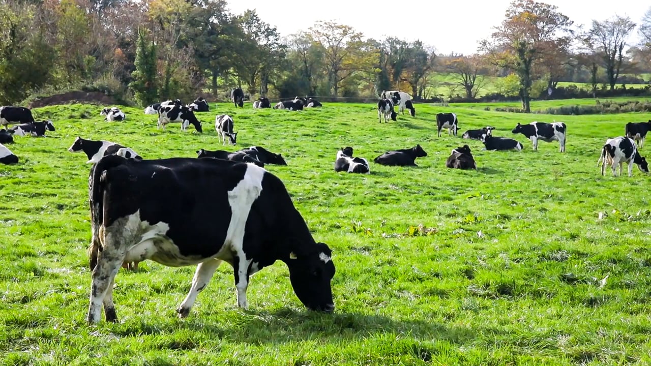 Dale Farm to pay extra 0.5p/L in March milk cheque