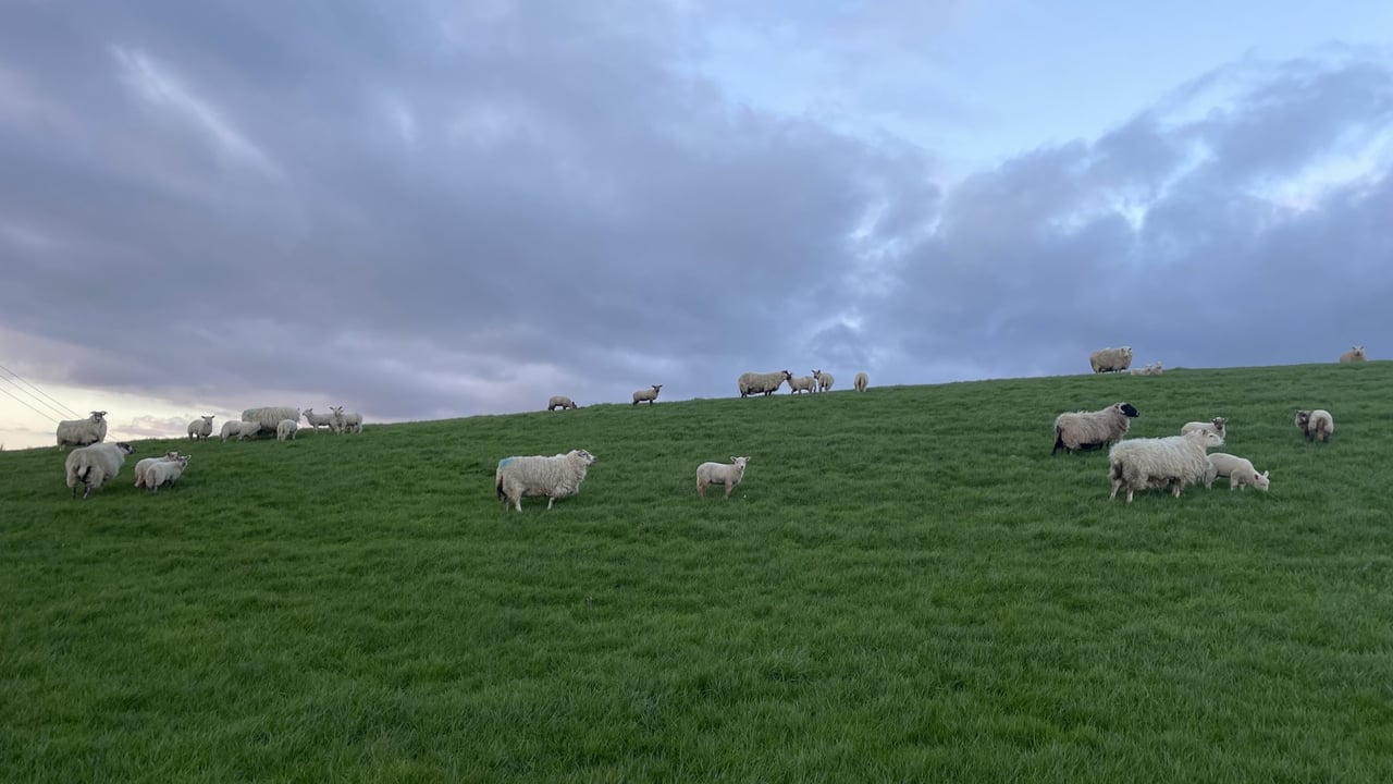 Sheep: Factors to consider with ewes and lambs at grass