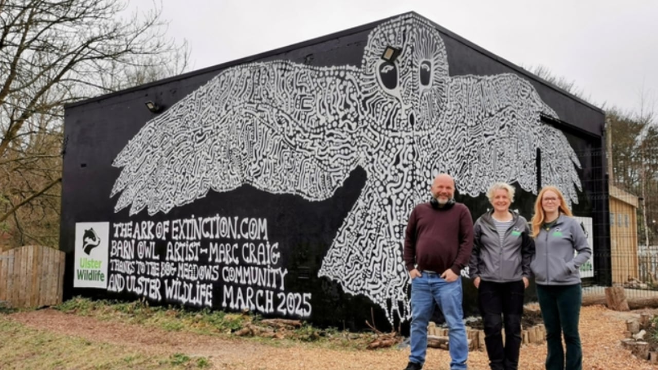 Ulster Wildlife mural aims to raise awareness on barn owls