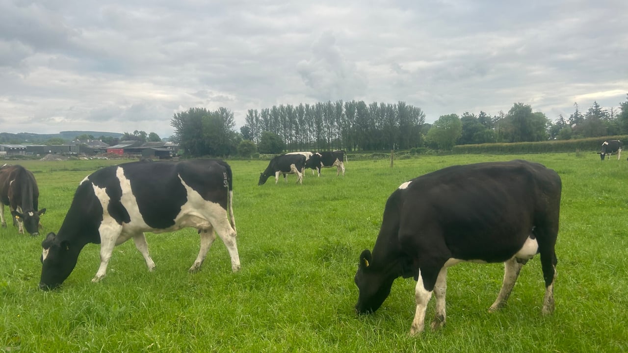 Maximising grass intake during potential pinch point in April