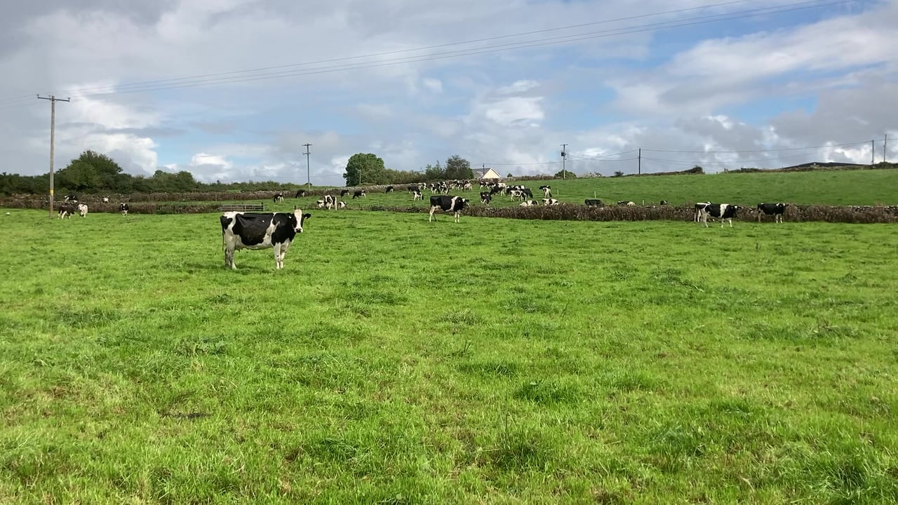 What are the grazing targets for the next number of weeks?