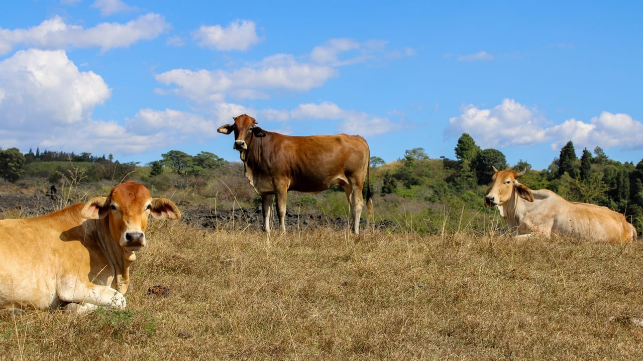 BSAS Conference: Brazil ‘not destroying forestry’ for agriculture