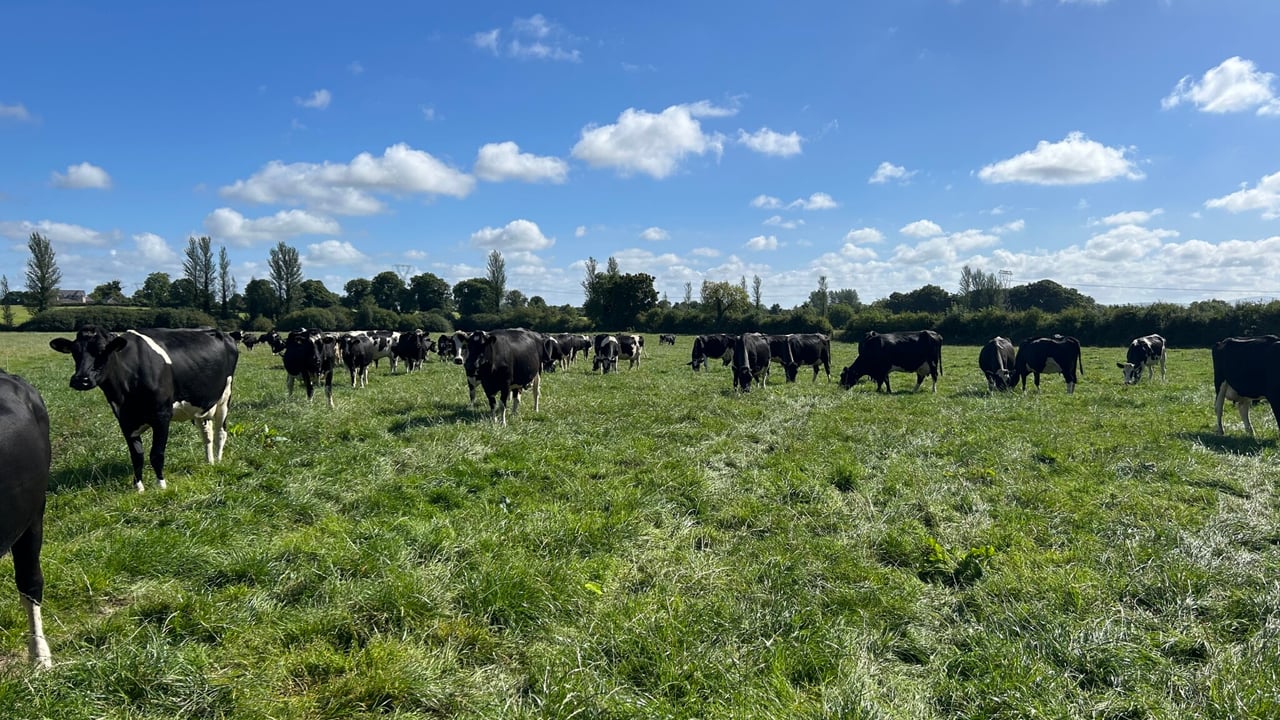 Limiting the drop in milk fat content during late spring