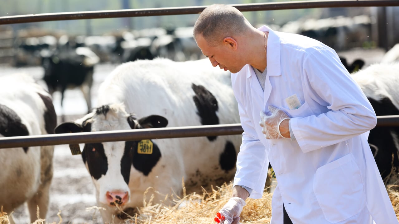 FAO: Improved productivity key to less antibiotic use in livestock