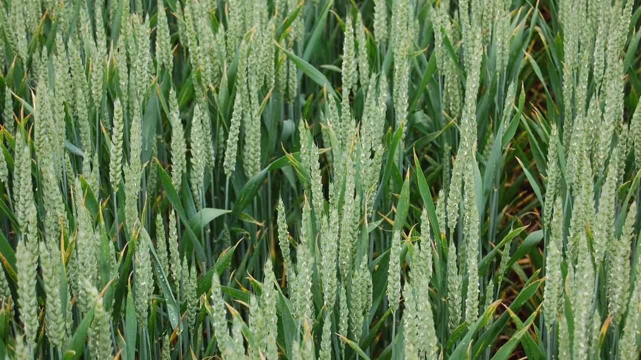 Significant changes in UK yellow rust population noted