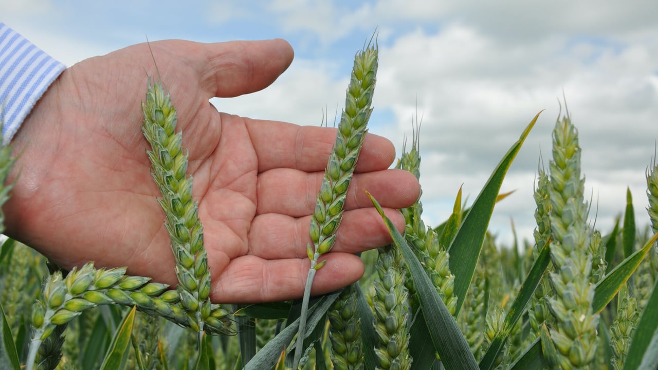 AHDB crop update: Winter wheat establishment ‘good’
