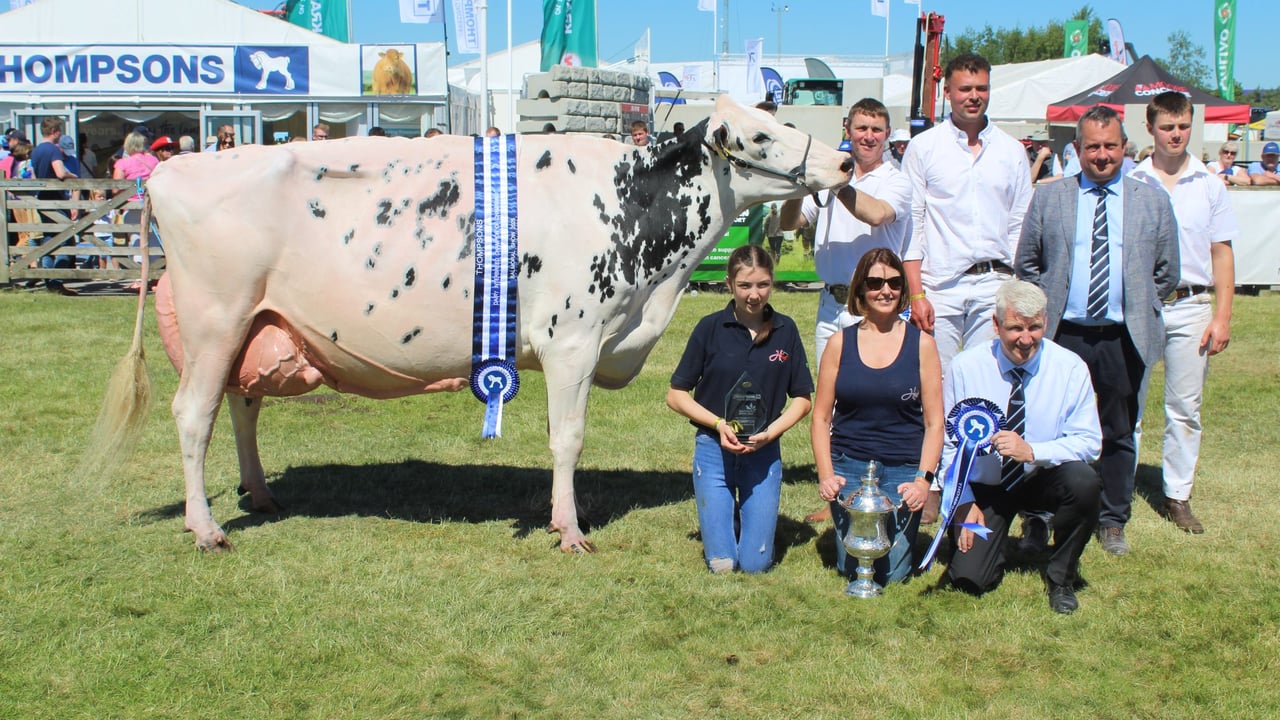 Annaghmore Fitz Atlee takes the plaudits on Balmoral Show Day 3