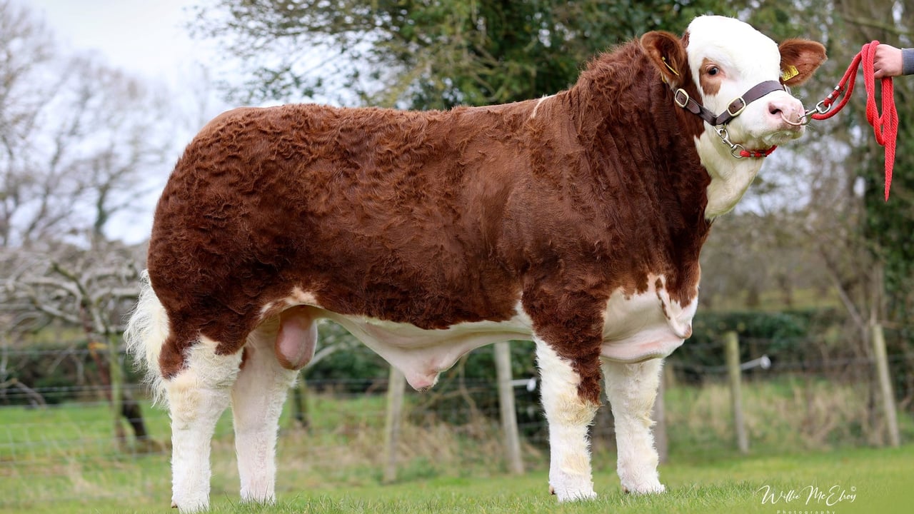 Tyrone herd sells Simmental bull to Scotland for £22,000