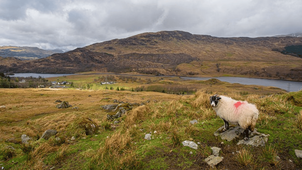 Police Scotland conduct investigations into two dog attacks