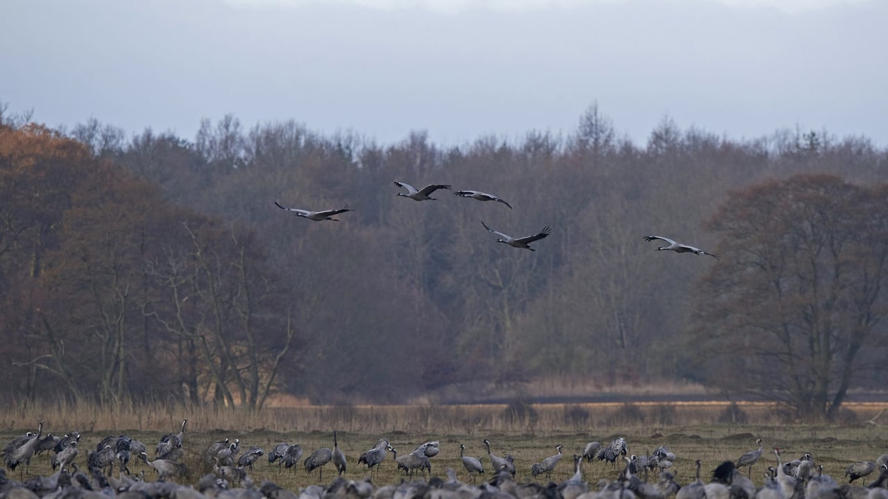 Free rewilding course aimed at farmers and policymakers