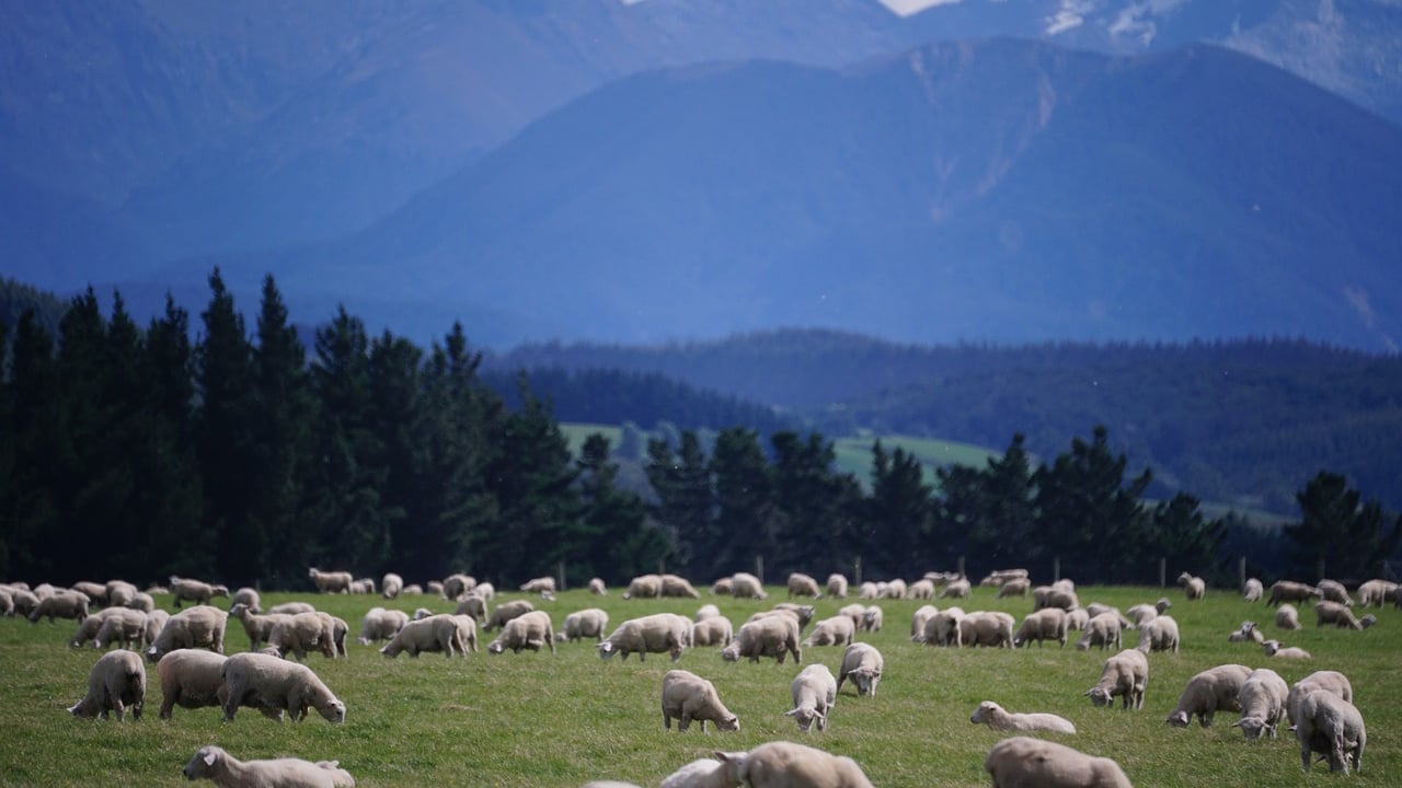 New Zealand ratio of sheep per person drops to 4.5:1 – govt
