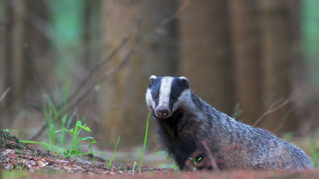 Man convicted in NI suspected badger baiting case