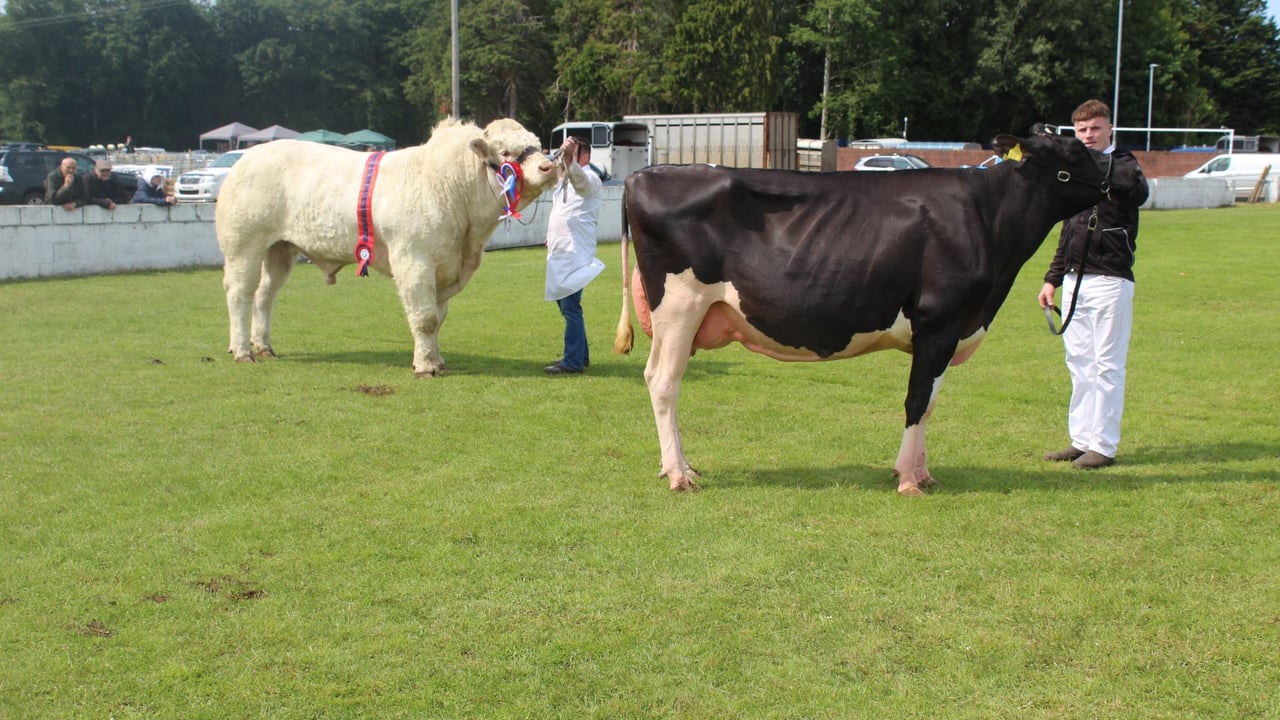 Majestic Charolais bull carries the day at Ballymoney Show 2025