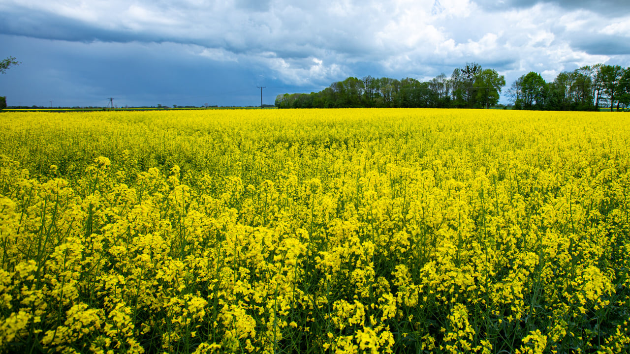 ‘Strongest set’ of oilseed rape pest management strategies released