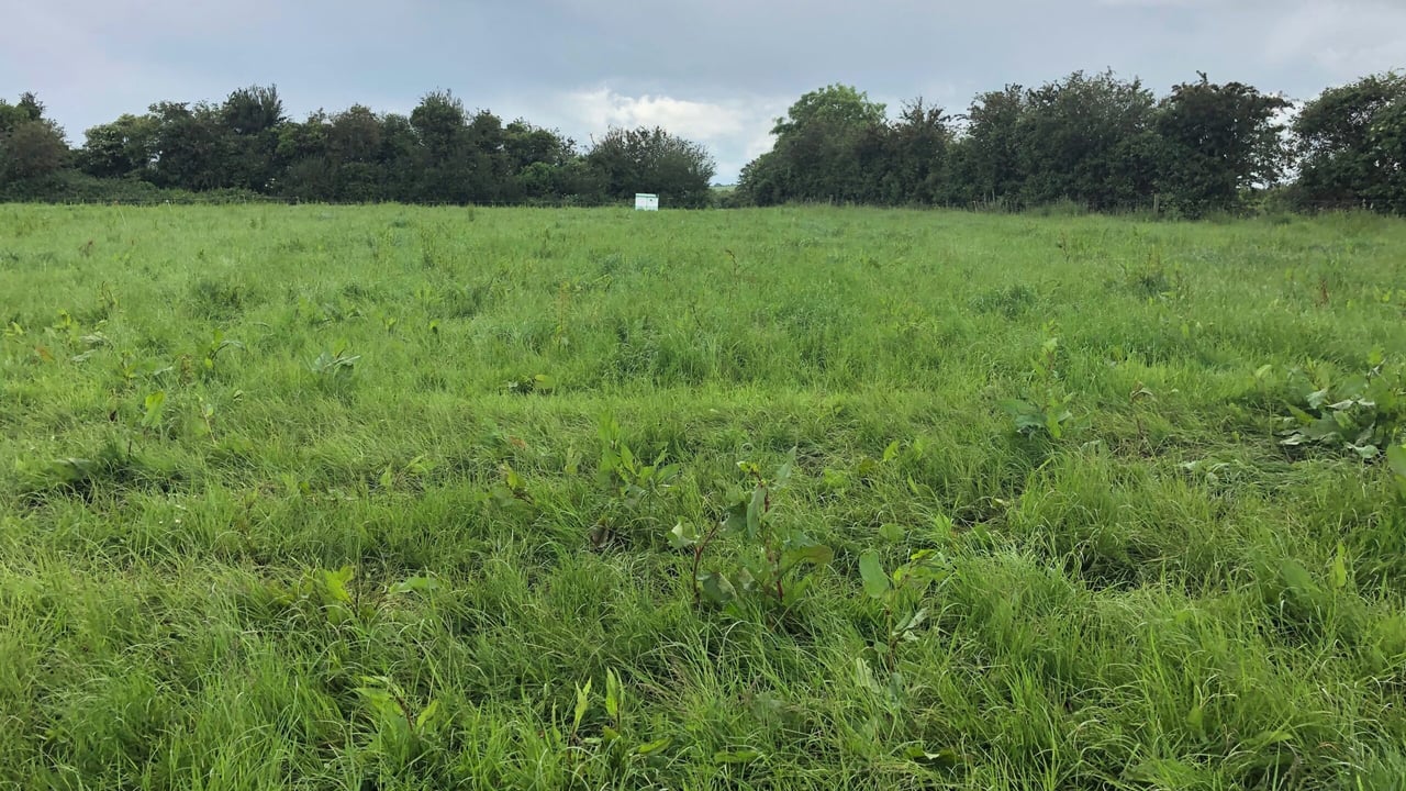 Topping and spraying: Mid-summer weed control is needed