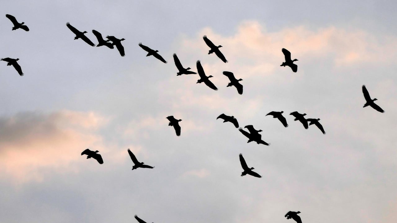 DAERA ‘may have’ failed to comply with law to protect wild birds