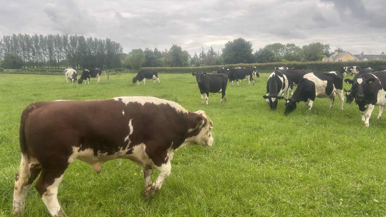 Considerations when wrapping up AI and letting stock bulls out