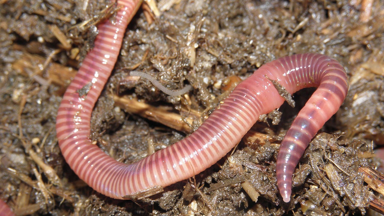 Study simplifies method for analysis of soil carbon