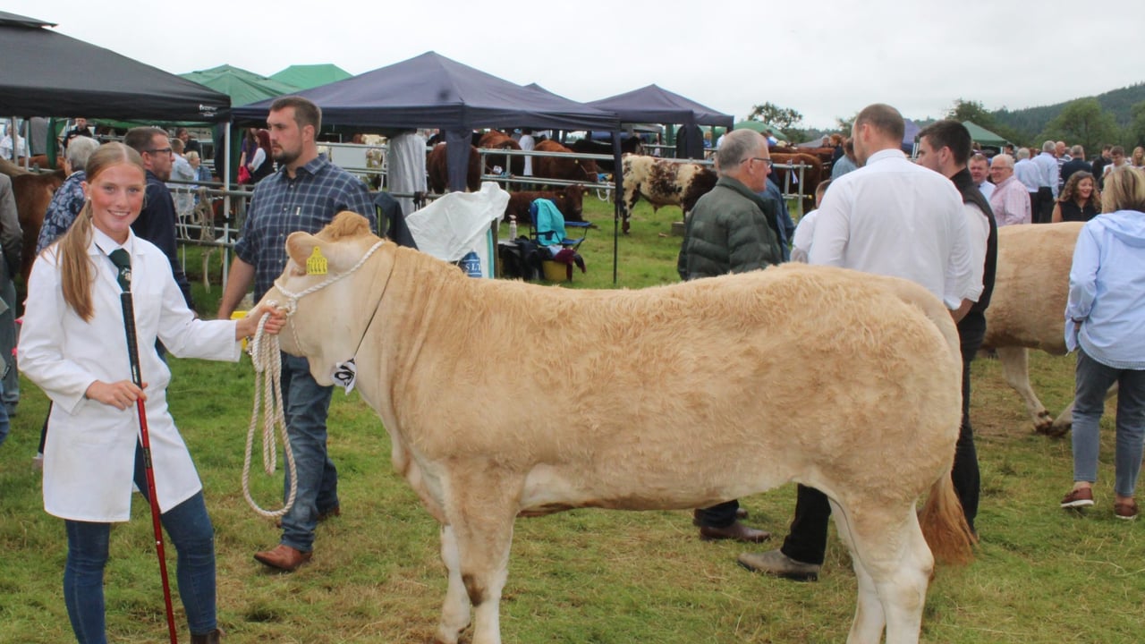 Holstein cow with ‘extra ring presence’ carries the day at Clogher Valley Show