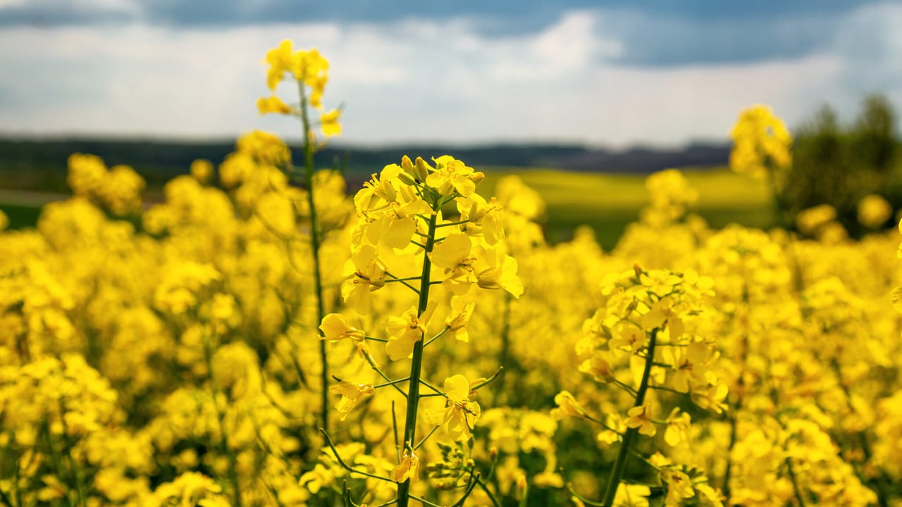 US soyabean crop enters key growth stage