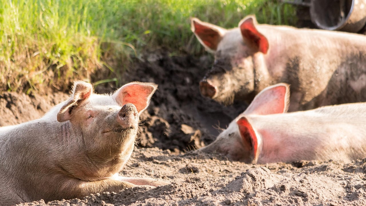 Red Tractor announces new pig modules and labelling