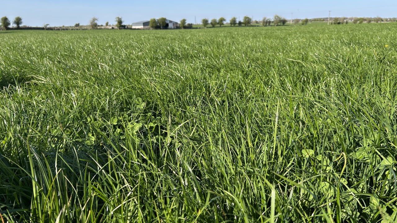 Grass-clover: Key to growing 15t DM/ha and reducing nitrogen