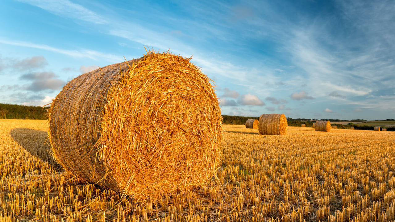 Straw availability in 2025: A tale of two islands