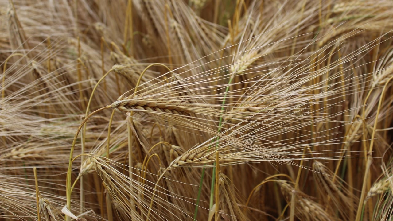 AHDB: Mixed picture on progress of crops up to end of June