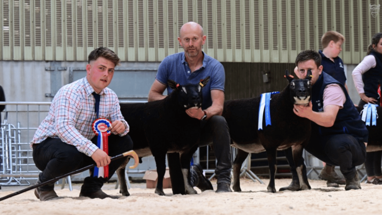 Double champion tops Ballymena export sale at 6,500gns