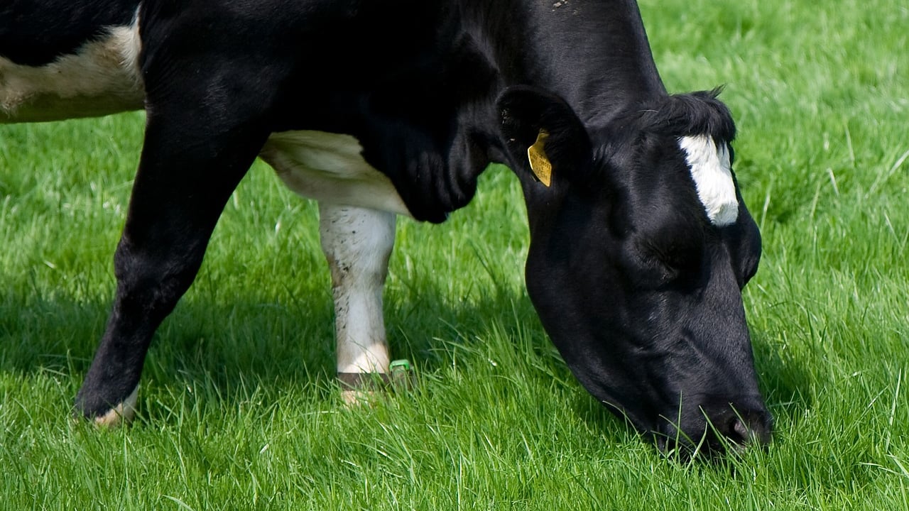Grass tetany can become an issue into the autumn months