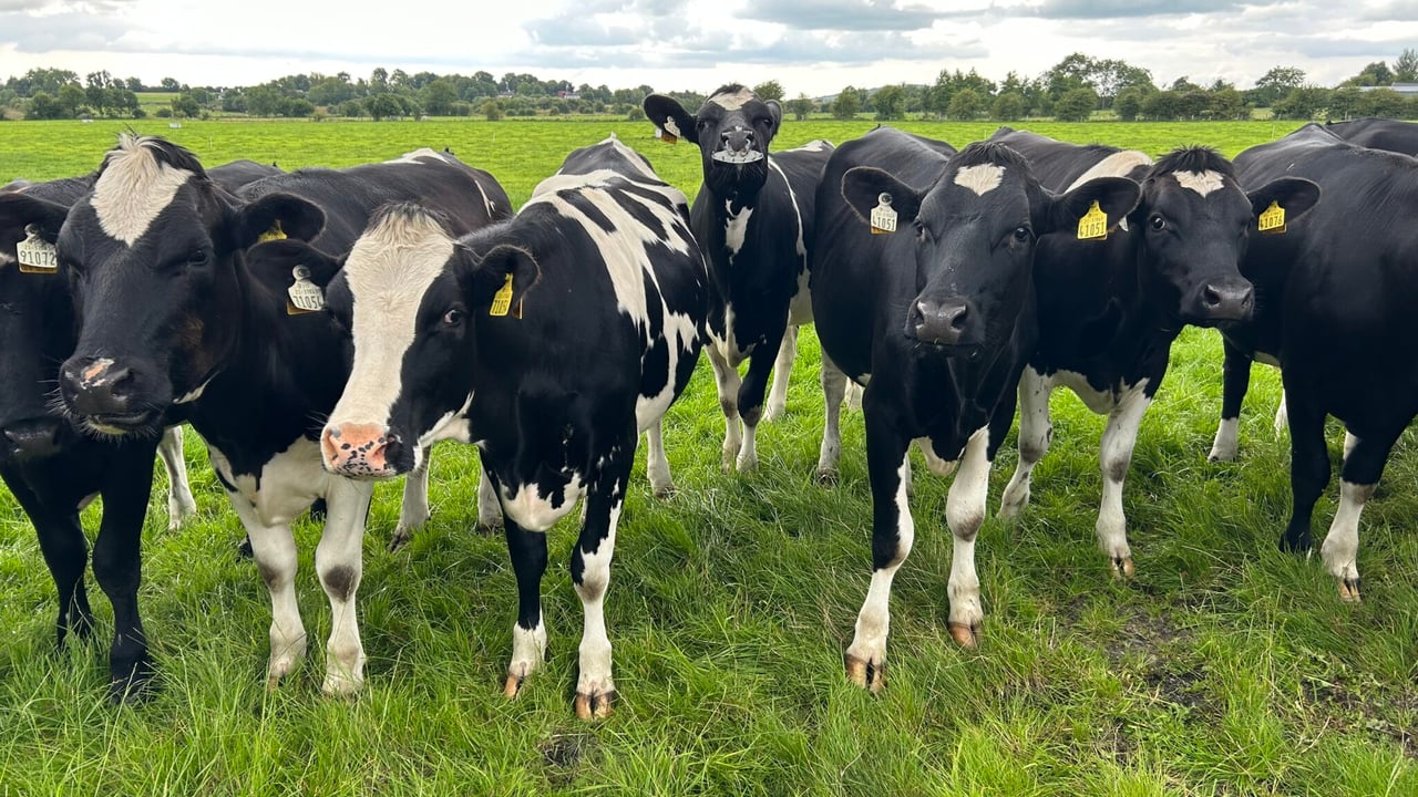 Ensuring that weanling and in-calf heifers are on target