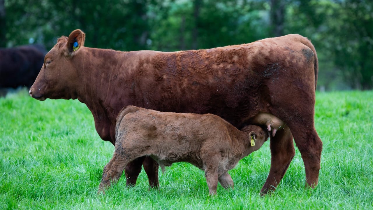 Tips for autumn-calving suckler farmers to keep in mind