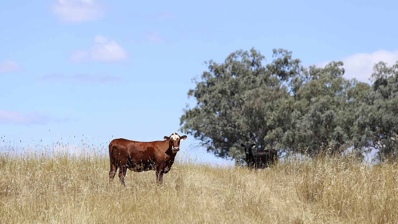 Beef industry in Australia to break records in 2025 – report
