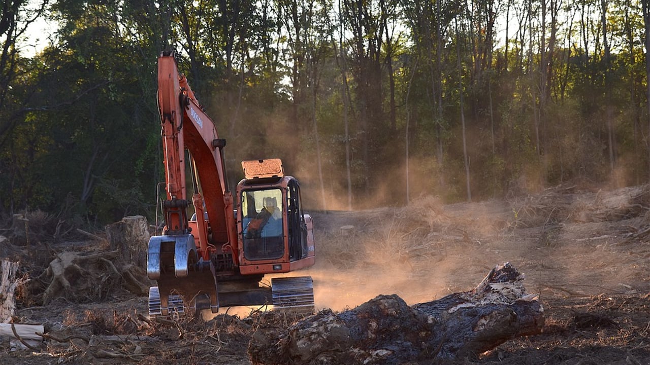 AIC welcomes delay to deforestation regulation