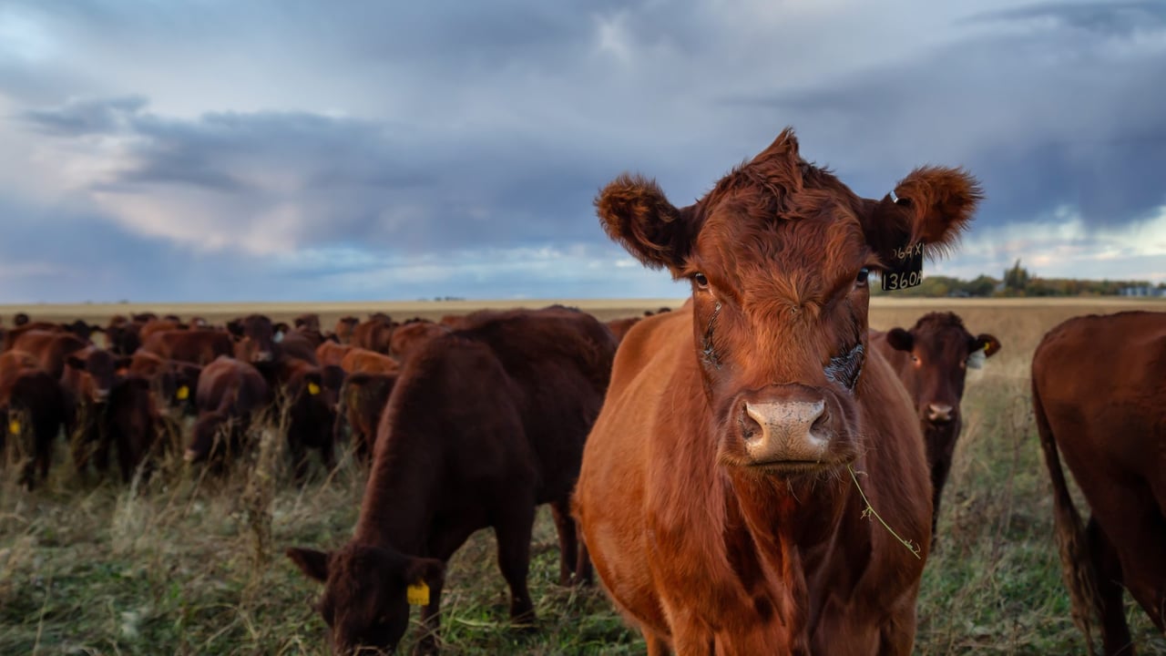Report: Global cattle prices rise as volumes contract