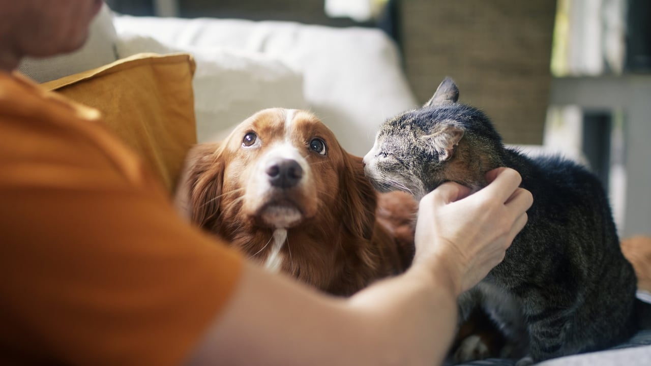 New BVA resource to help vets support clients to cut pets’ carbon pawprint