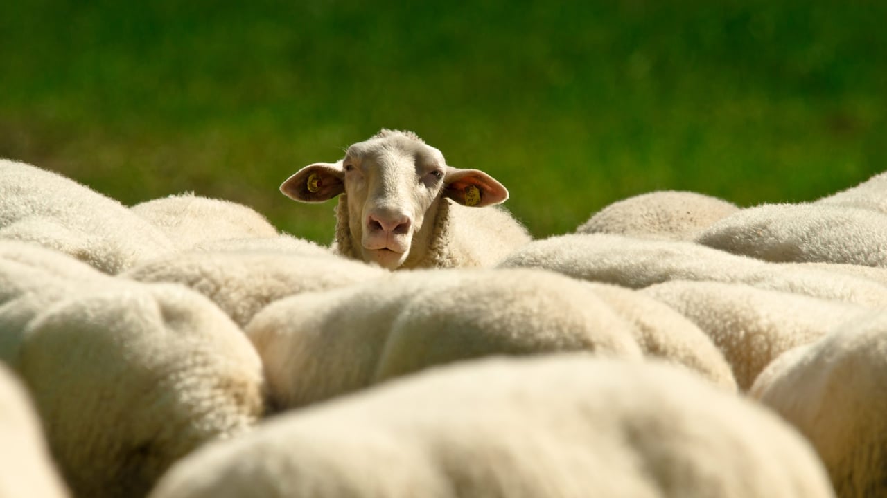 PSNI investigating theft of 20 sheep in Co. Antrim