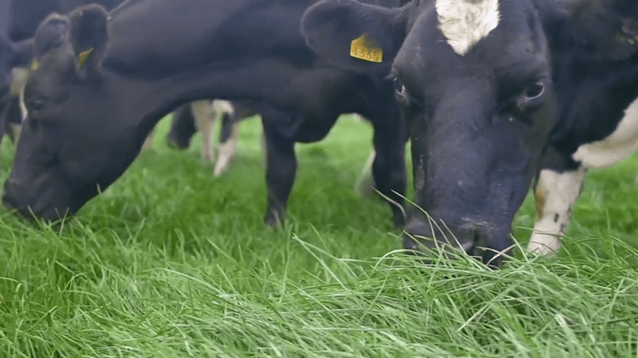 Aim for at least one grazing on your autumn reseeded ground