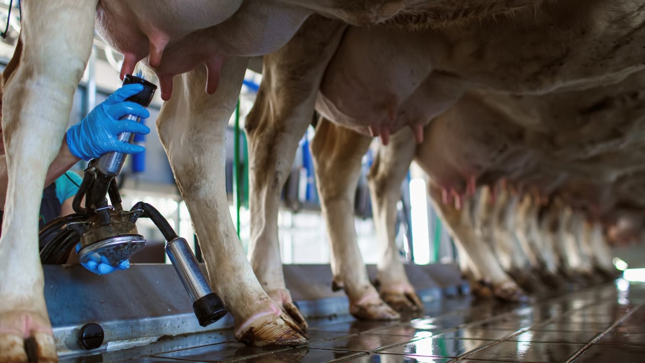 Global milk outlook improved with annual output likely to grow by 1.9% – Ornua