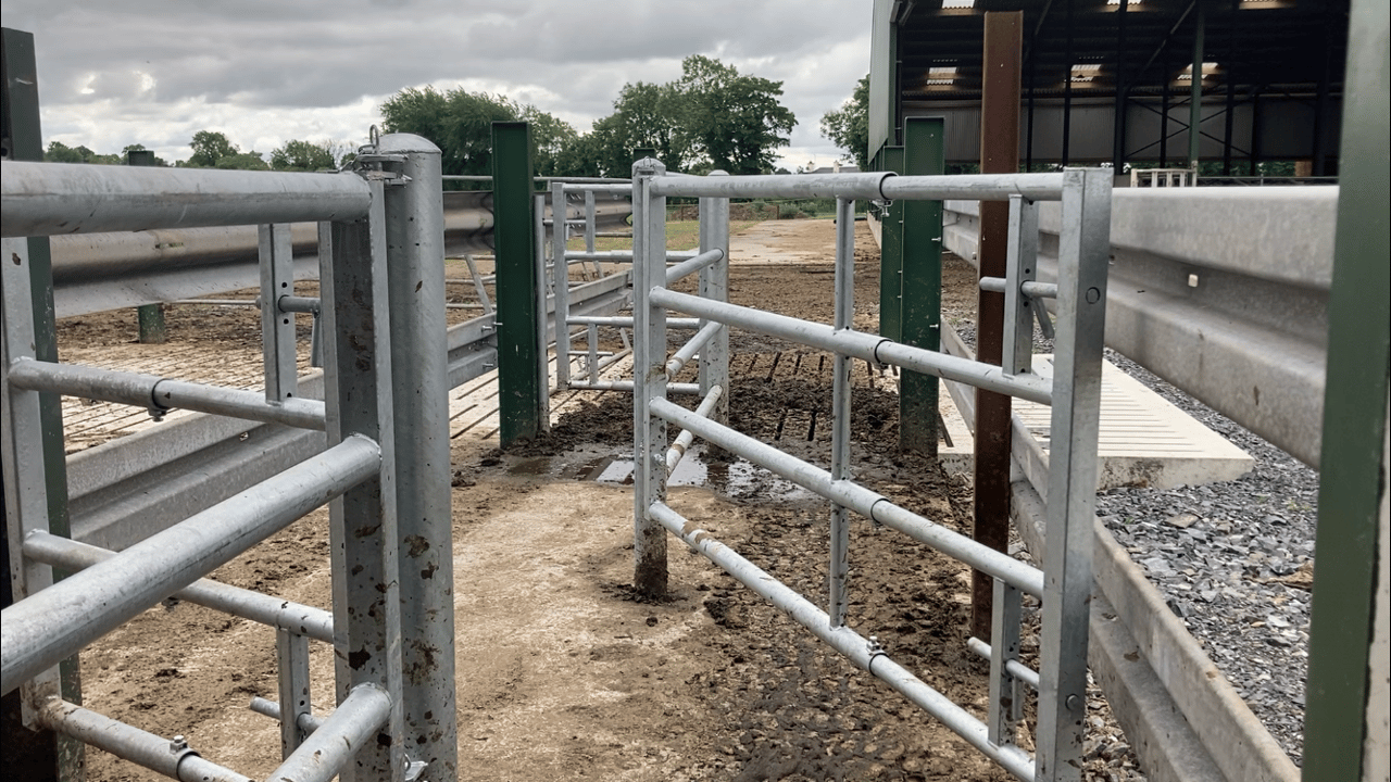 Dairy advice: Foot bath cows to protect against winter lameness
