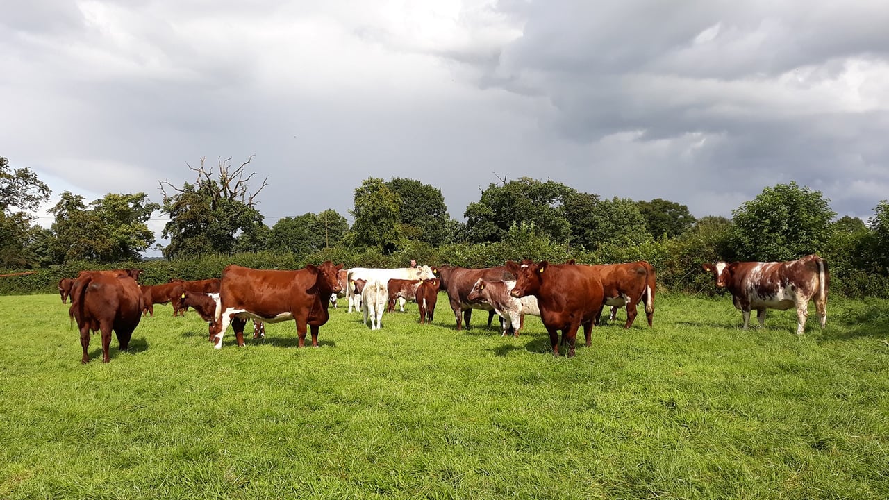 Winners of NI Beef Shorthorn awards celebrate in Cookstown