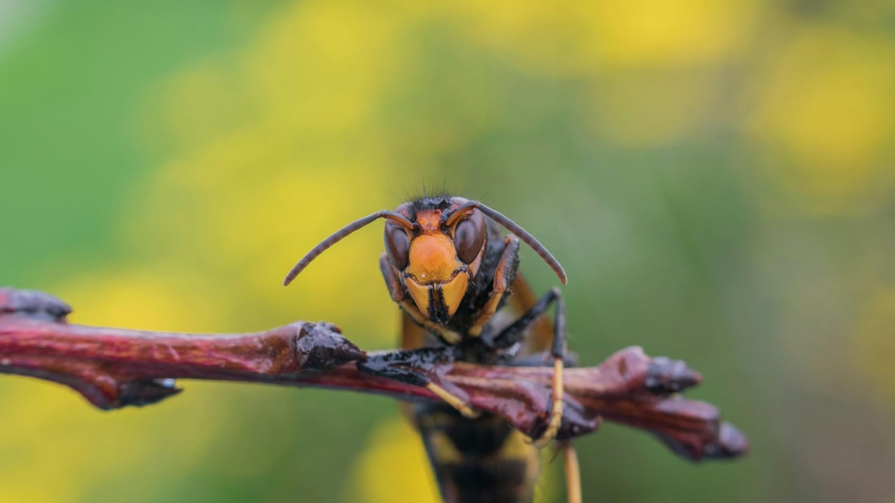 First Asian hornet sighting confirmed in Northern Ireland