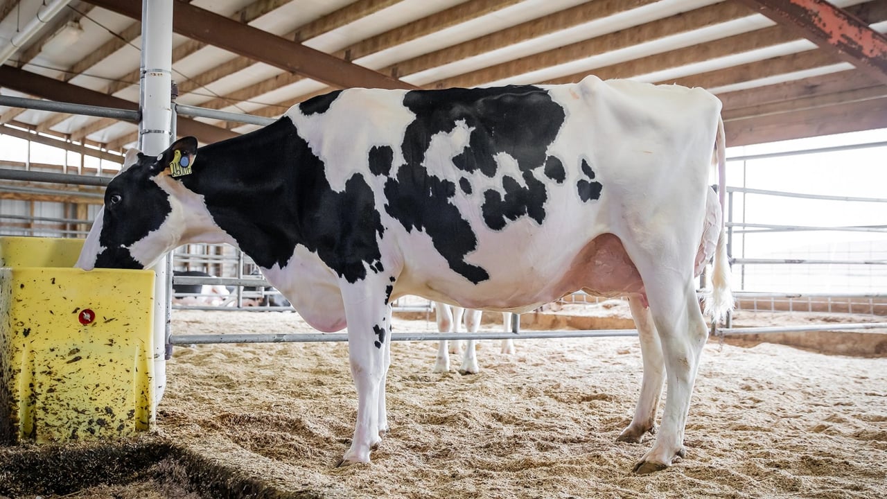 Autumn milk output reported to be on the rise in Northern Ireland    