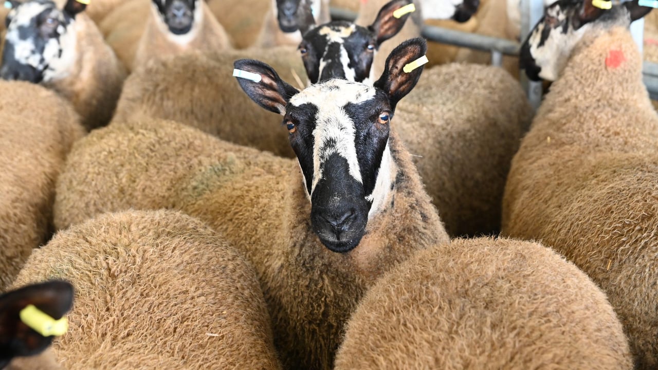 England and Wales ease bluetongue restrictions to allow cross-border trade