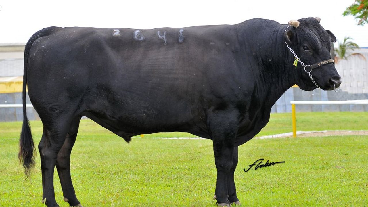Brazilian beef sector pushing to align with global standards