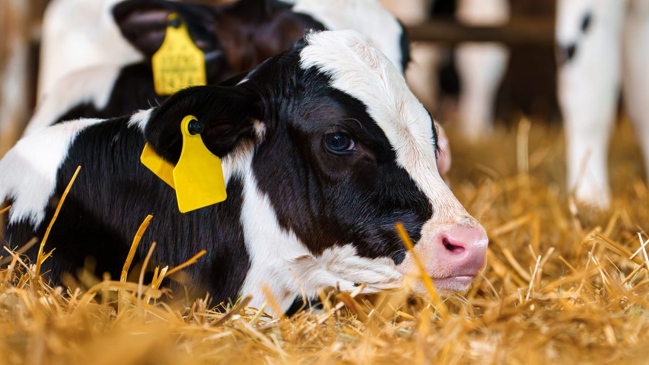NI farmers urged to check BVD statuses to avoid herd closures