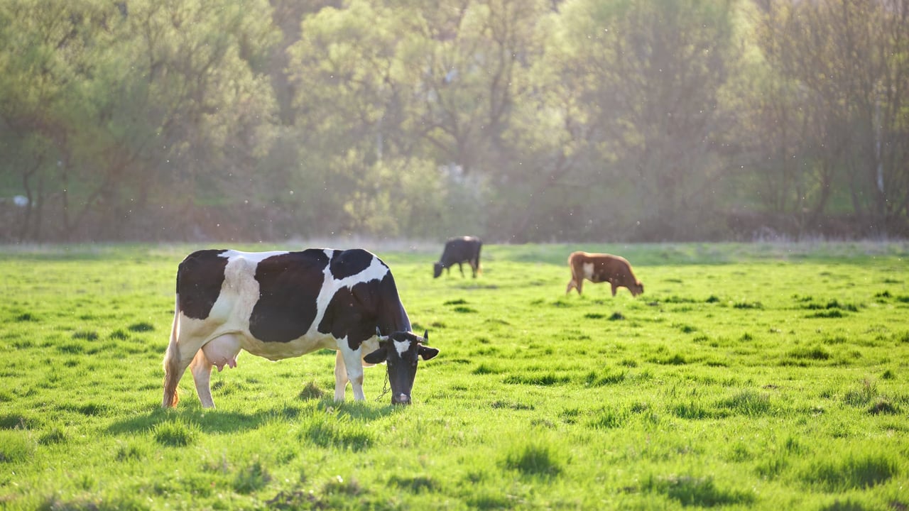 Environmental impact of English farms decreasing – study
